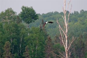 A pair of Red-winged Blackbirds attack a Bald Eagle.