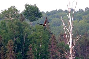 A pair of Red-winged Blackbirds attack a Bald Eagle.