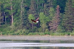 A pair of Red-winged Blackbirds attack a Bald Eagle.