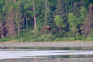 A pair of Red-winged Blackbirds attack a Bald Eagle.