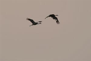 A pair of Sandhill Cranes fly through the smokey sky.