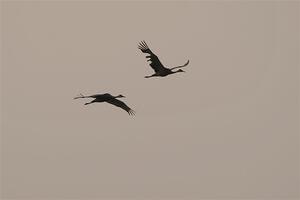 A pair of Sandhill Cranes fly through the smokey sky.