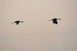 A pair of Sandhill Cranes fly through the smokey sky.