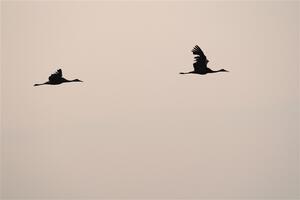 A pair of Sandhill Cranes fly through the smokey sky.