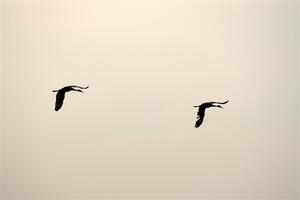 A pair of Sandhill Cranes fly through the smokey sky.