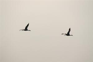 A pair of Sandhill Cranes fly through the smokey sky.