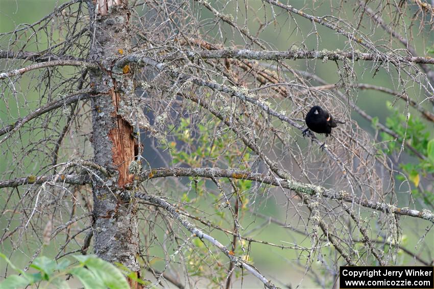 A pair of Red-winged Blackbird rests in a dead evergreen tree.