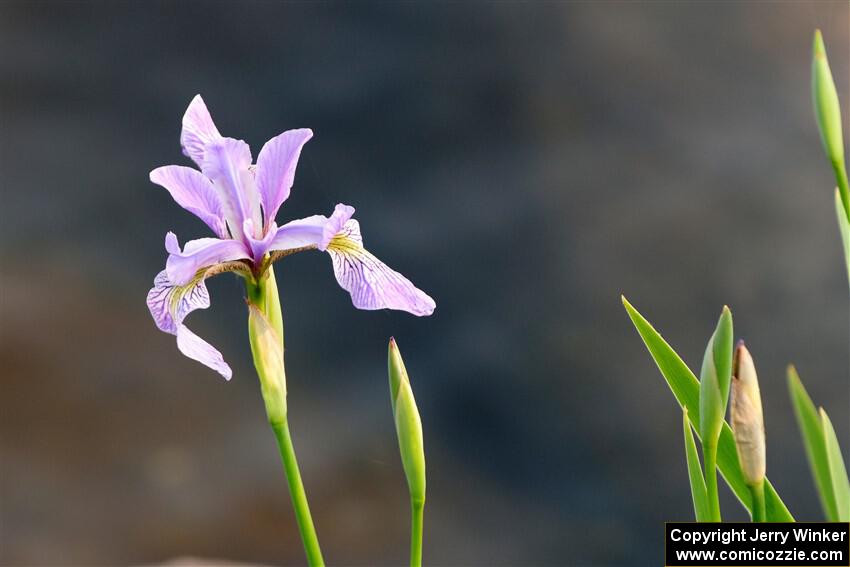 Northern Blue Flag Irises along the lakeshore.