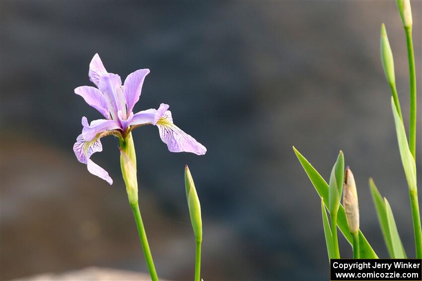 Northern Blue Flag Irises along the lakeshore.