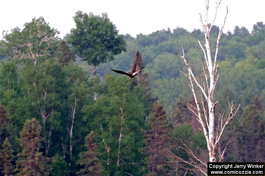 A pair of Red-winged Blackbirds attack a Bald Eagle.