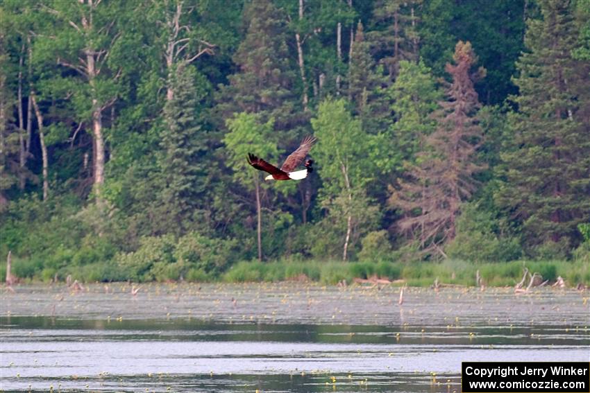 A pair of Red-winged Blackbirds attack a Bald Eagle.