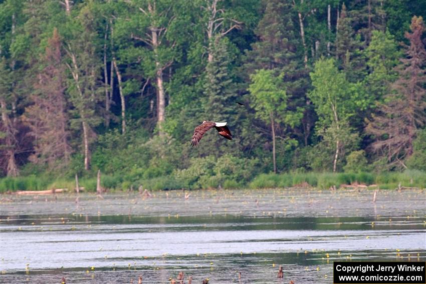 A pair of Red-winged Blackbirds attack a Bald Eagle.