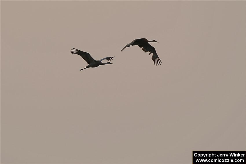 A pair of Sandhill Cranes fly through the smokey sky.