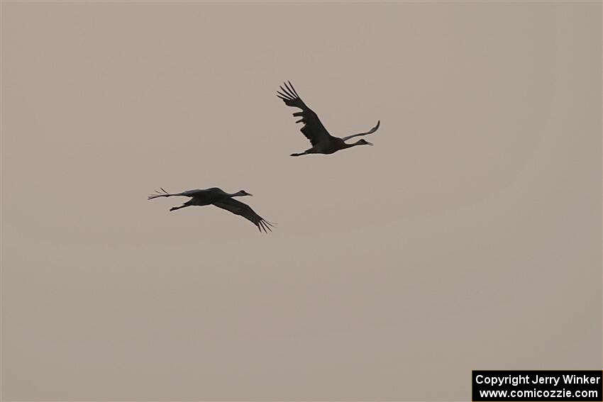 A pair of Sandhill Cranes fly through the smokey sky.