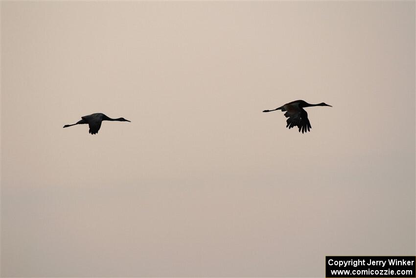 A pair of Sandhill Cranes fly through the smokey sky.