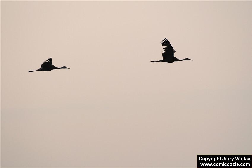 A pair of Sandhill Cranes fly through the smokey sky.