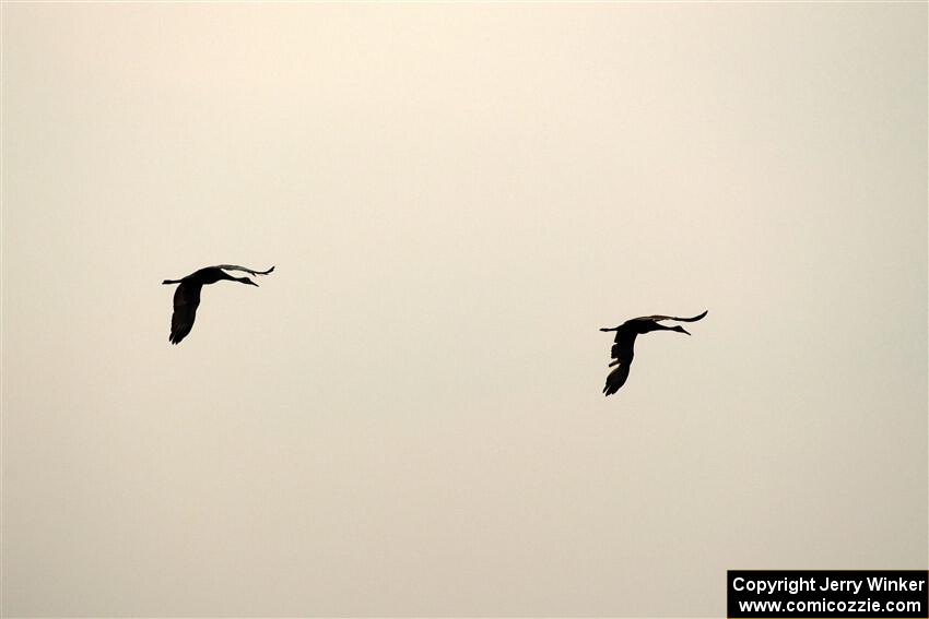 A pair of Sandhill Cranes fly through the smokey sky.