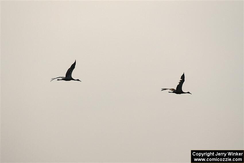 A pair of Sandhill Cranes fly through the smokey sky.