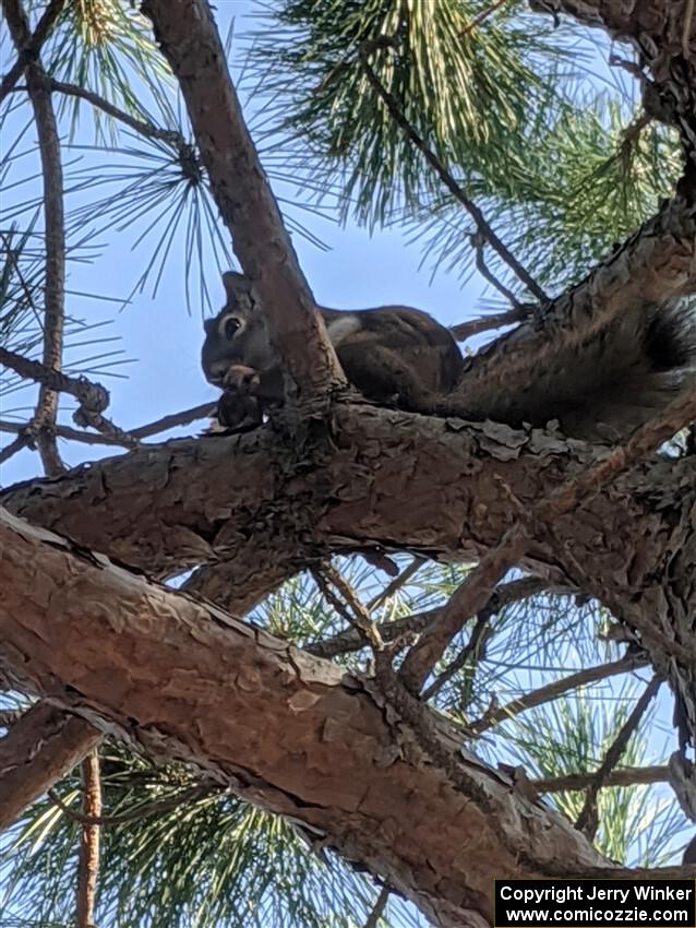 A red squirrel looks down from his perch while eating.