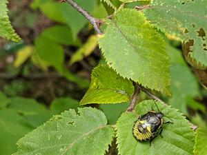 An immature stink bug crawls around on a birch leaf.