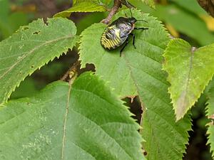 An immature stink bug crawls around on a birch leaf.