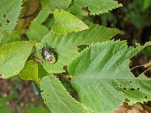 An immature stink bug crawls around on a birch leaf.