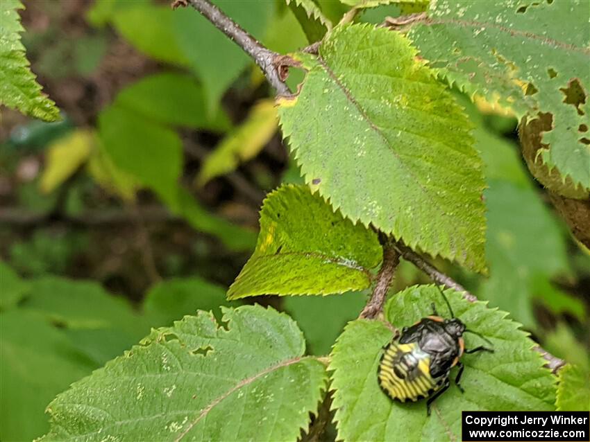 An immature stink bug crawls around on a birch leaf.