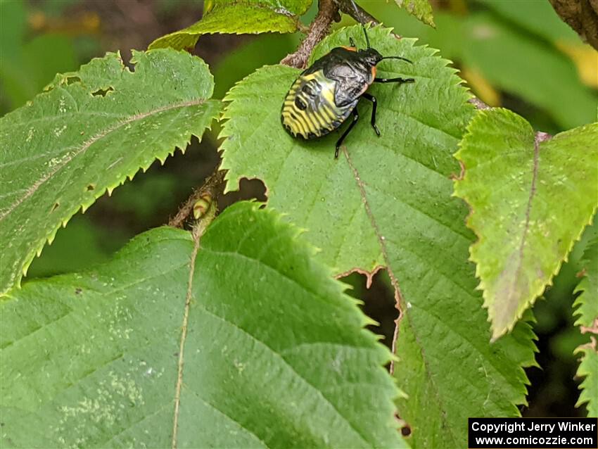 An immature stink bug crawls around on a birch leaf.