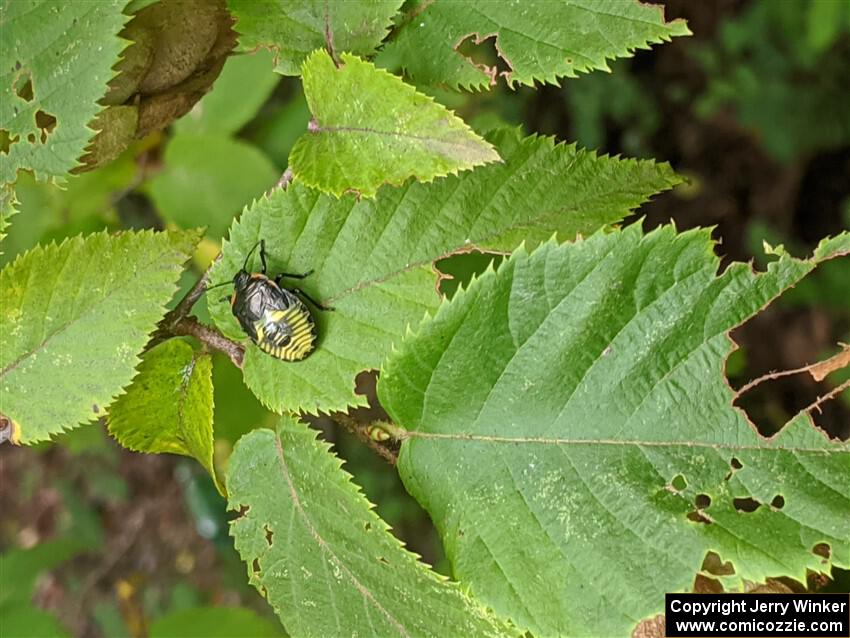 An immature stink bug crawls around on a birch leaf.