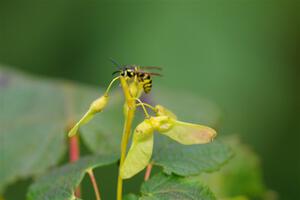 A yellow jacket wasp stops to rest on a small maple sapling.