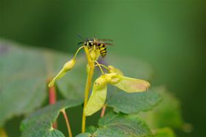 A yellow jacket wasp stops to rest on a small maple sapling.