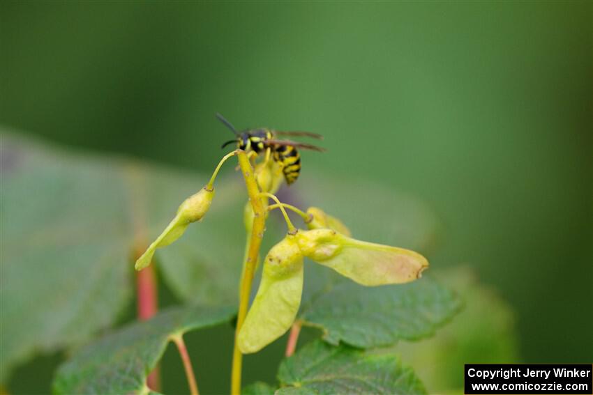 A yellow jacket wasp stops to rest on a small maple sapling.