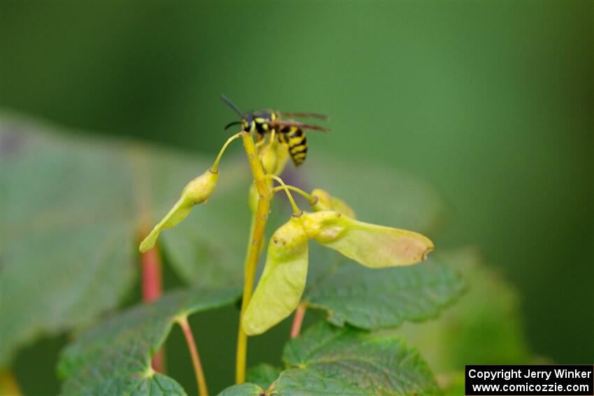 A yellow jacket wasp stops to rest on a small maple sapling.