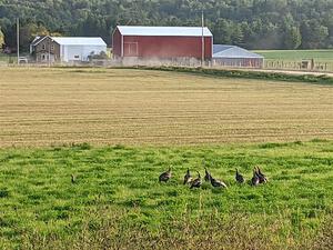 A group of wild turkeys out in a famer's field.