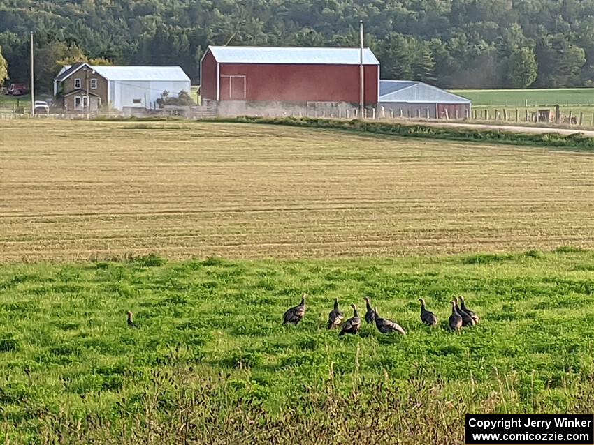 A group of wild turkeys out in a famer's field.