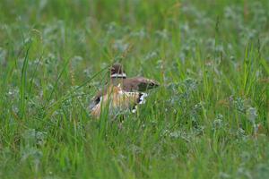 Killdeer mother, acting like it had a broken wing to protect her young.