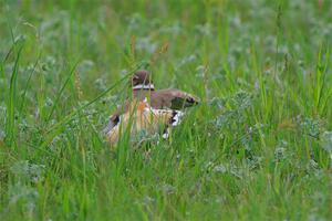 Killdeer mother, acting like it had a broken wing to protect her young.