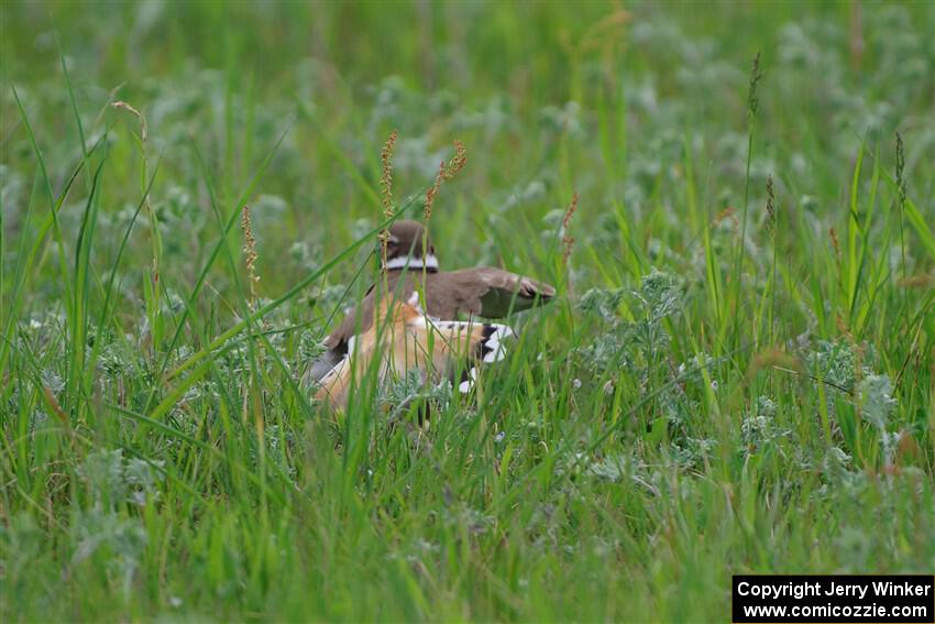 Killdeer mother, acting like it had a broken wing to protect her young.