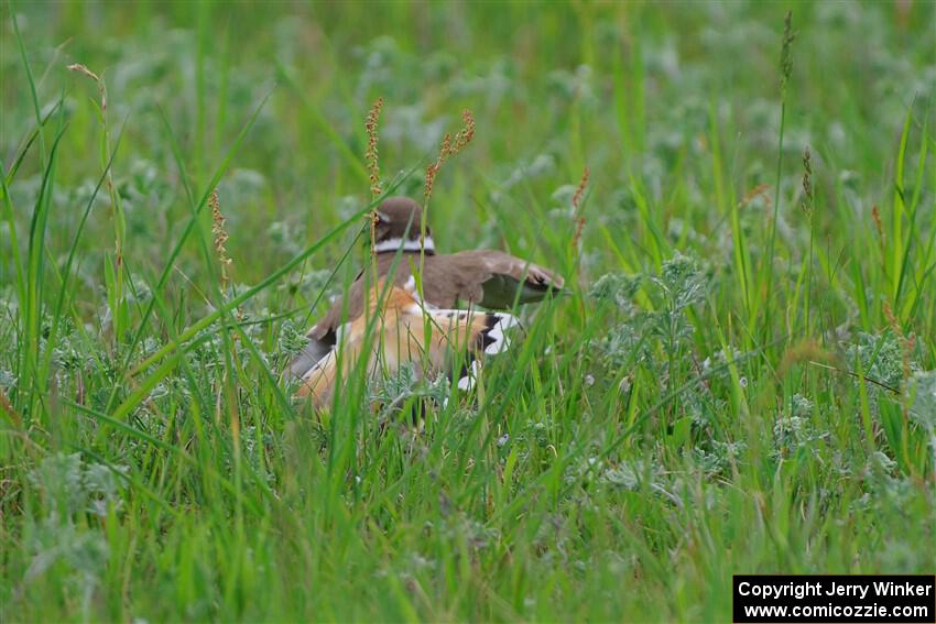 Killdeer mother, acting like it had a broken wing to protect her young.