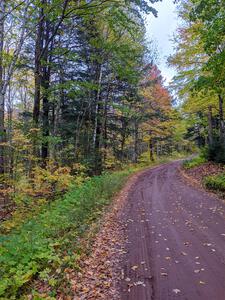 A view of the road into SS6, Bob Lake II.