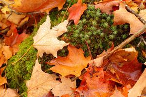 The view of the forest floor near the start of Trouble/Double Trouble.