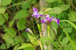 Northern Blue Flag Irises along the lakeshore.