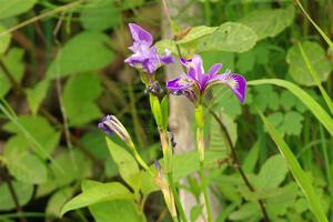 Northern Blue Flag Irises along the lakeshore.