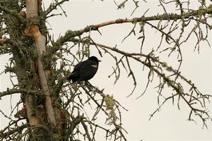 A Red-winged Blackbird rests in a dead evergreen tree.