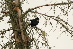 A Red-winged Blackbird rests in a dead evergreen tree.