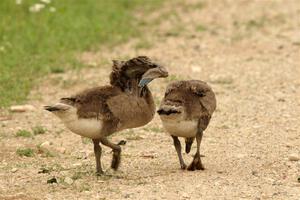 A pair of Canadian goslings walk down the dirt road.