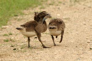 A pair of Canadian goslings walk down the dirt road.