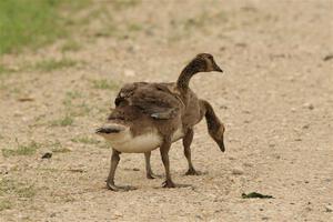 A pair of Canadian goslings walk down the dirt road.