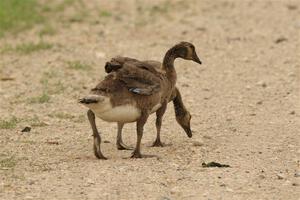 A pair of Canadian goslings walk down the dirt road.