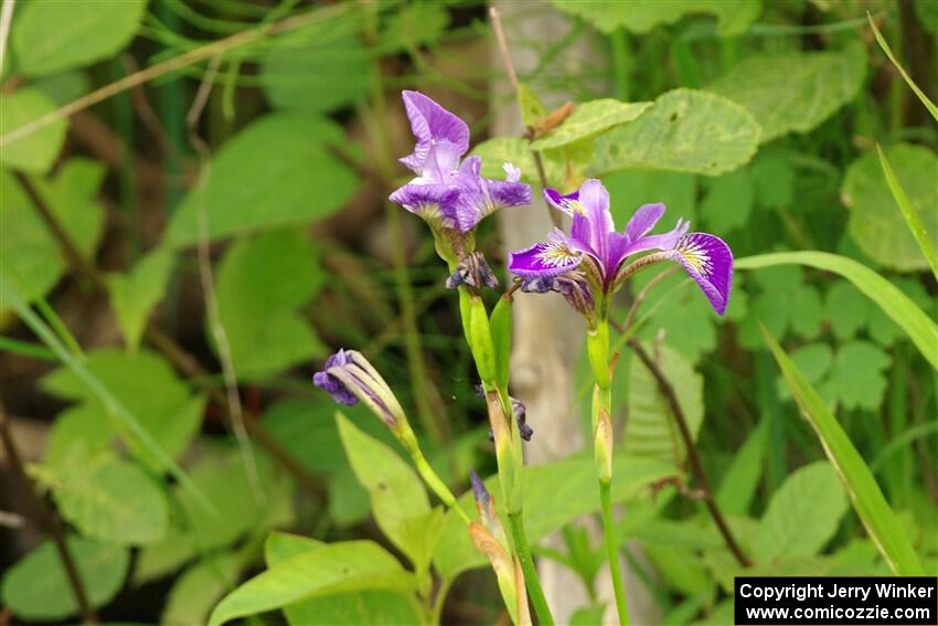 Northern Blue Flag Irises along the lakeshore.